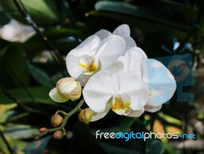 White Orchid Stock Photo