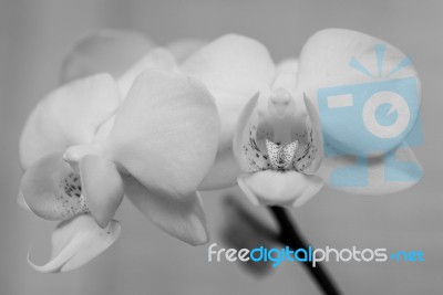 White Orchid Bird Stock Photo