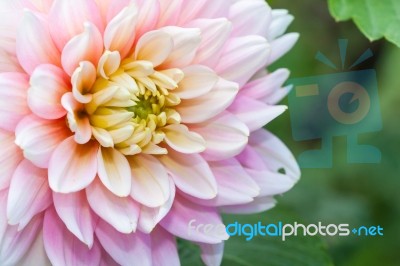 White Pink Dahlia Flower Stock Photo