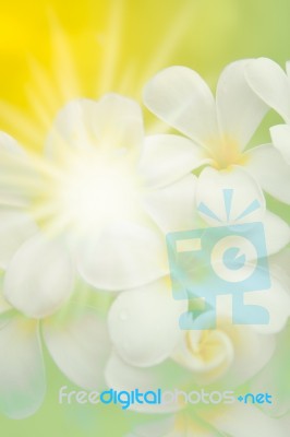 White Plumeria Flower On Abstract Green Yellow Blur Background Stock Image