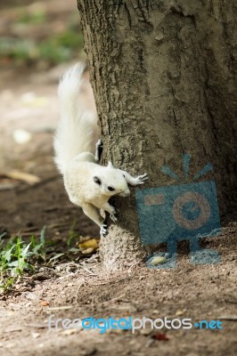 White Squirrel Stock Photo