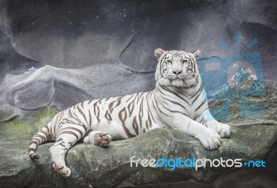 White Tiger On A Rock Stock Photo
