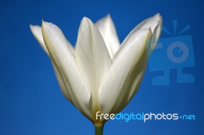 White Tulip Stock Photo