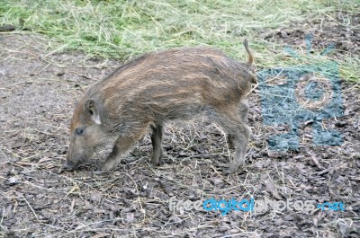 Wild Boar Piglet Stock Photo
