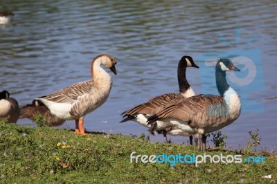 Wild Geese Stock Photo