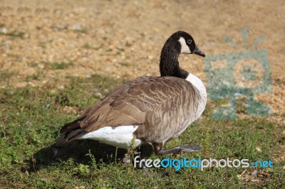 Wild Geese Stock Photo