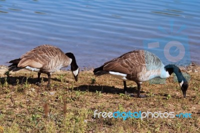 Wild Geese Stock Photo