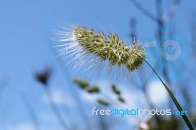 Wild Grasses In Sardinia Stock Photo