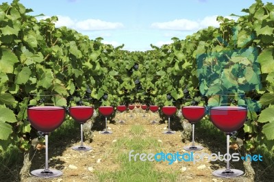 Wine Vineyard Stock Photo