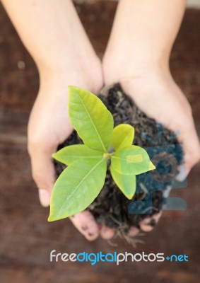 Woman Hand Holding A Little Green Tree Plant Stock Photo