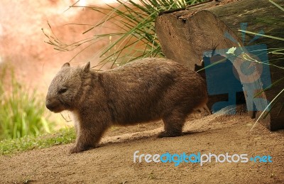 Wombat Stock Photo