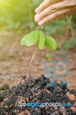 Women Hand Watering Young Plant Stock Photo