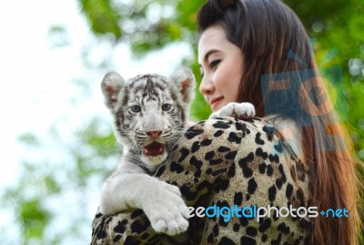 Women Hold Baby White Bengal Tiger Stock Photo