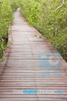 Wood Bridge In Mangrove Forest, Thailand Stock Photo