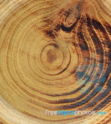 Wood Slice Stock Photo