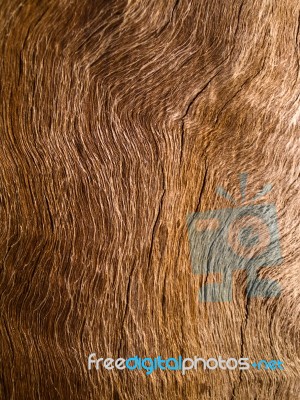 Wood Texture Stock Photo Wood Texture Stock Photo
