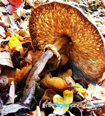Woodland Mushrooms Stock Photo