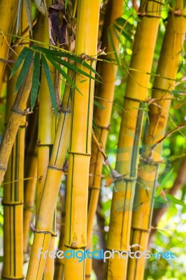 Download Yellow Bamboo Stock Photo Royalty Free Image Id 10032439 Yellowimages Mockups