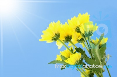 Yellow Chrysanthemum Flower On Blue Sky And Sun Ray Stock Photo
