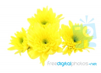 Yellow Chrysanthemum Flower On White Background Stock Photo