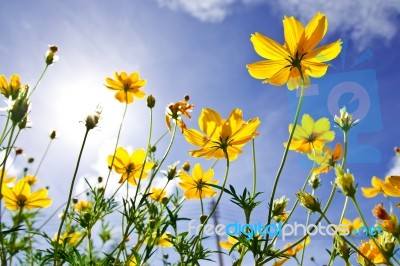 Yellow Cosmos Flower And Blue Sky Stock Photo