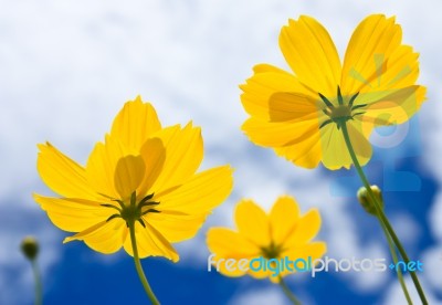 Yellow Cosmos Flower And Blue Sky Stock Photo
