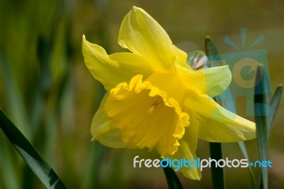 Yellow Daffodil Stock Photo