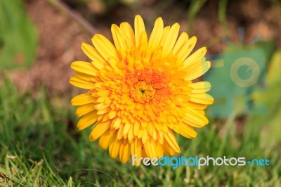 Yellow Dandelion Flower Stock Photo