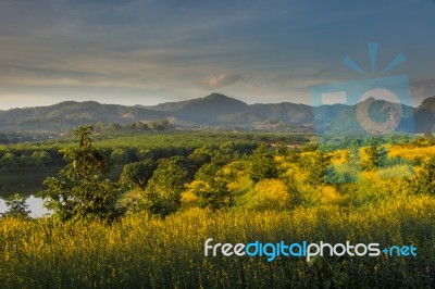 Yellow Flower Field In The Mountain Stock Photo