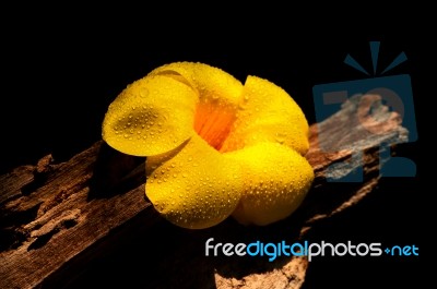 Yellow Flower On Wooden Stock Photo