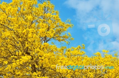 Yellow Flowers Bloom In Spring Stock Photo