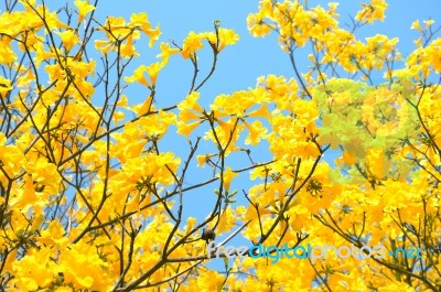 yellow flowers bloom in