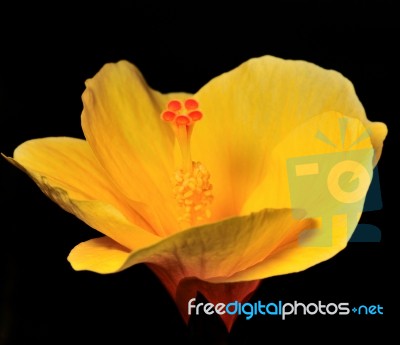 Yellow Hibiscus Stock Photo