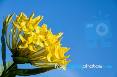 Yellow Ixora Coccinea Flower Stock Photo