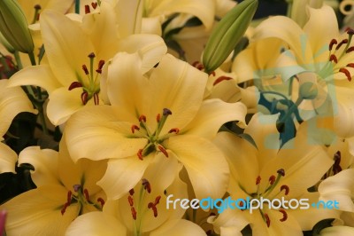 Yellow Lilies Stock Photo