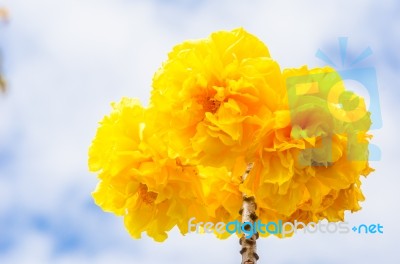 Yellow Silk Cotton Or Cochlospermum Regium Stock Photo