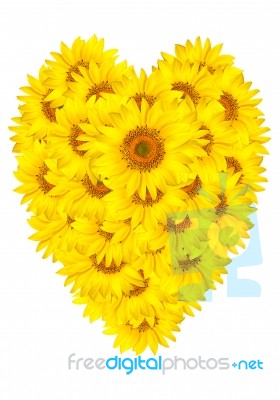 Yellow Sunflower Stock Photo