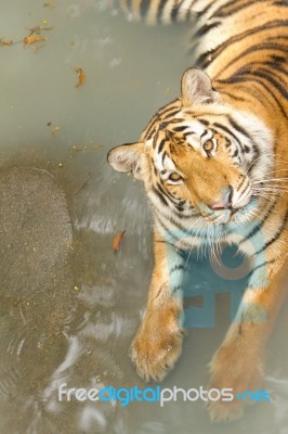 Yellow Tiger In The Swiming Pool Stock Photo