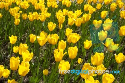 Yellow Tulips Stock Photo