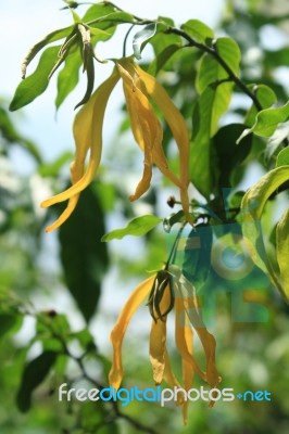 Ylang-Ylang Flowers Stock Photo