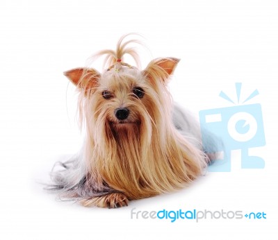 Yorkshire Terrier Stock Photo