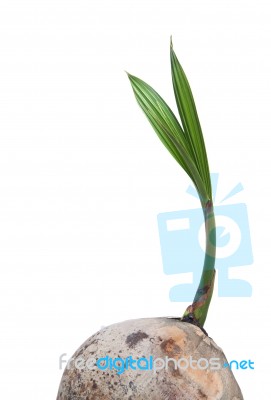 Young Coconut Stock Photo