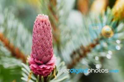 Young Fir Cone Stock Photo
