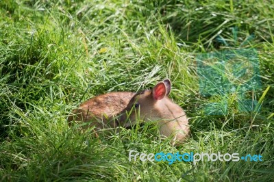 Young Muntjac Deer (muntiacus) Sitting In The Sunshine Stock Photo