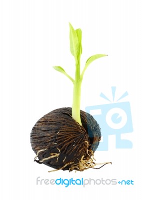 Young Othalanga Sprout Seed And Leaf On White Background Stock Photo