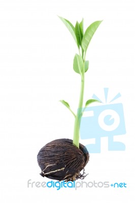 Young Othalanga Sprout Seed And Leaf On White Background Stock Photo