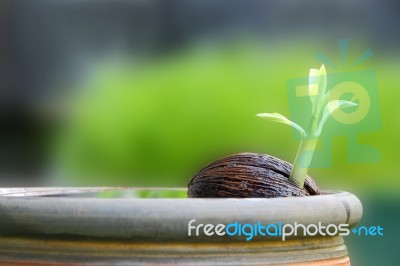 Young Othalanga Sprout Seed Float In Local Jar Stock Photo