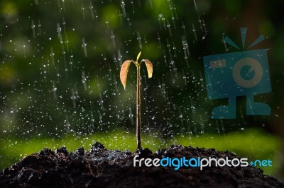 Young Plant Stock Photo