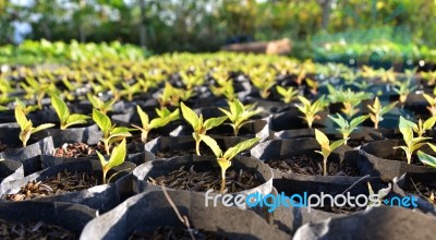 Young Seedlings In Small Pots Stock Photo