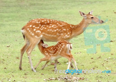 Young Sika Deer Stock Photo
